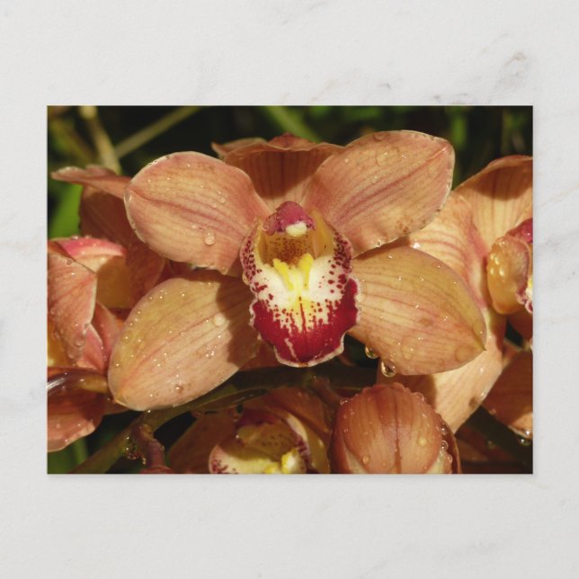 Peach Orchids with Raindrops Floral Postcard (Front)