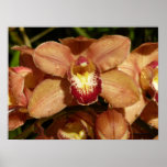 Peach Orchids with Raindrops Floral Poster