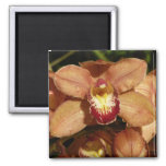 Peach Orchids with Raindrops Magnet