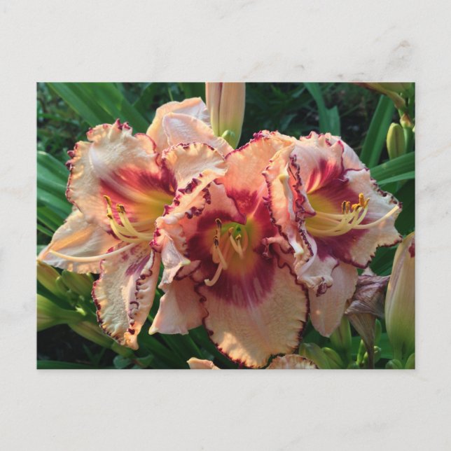Peach Oriental Lily Flowers Postcard (Front)