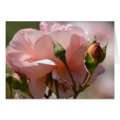Peach Peony (Front Horizontal)