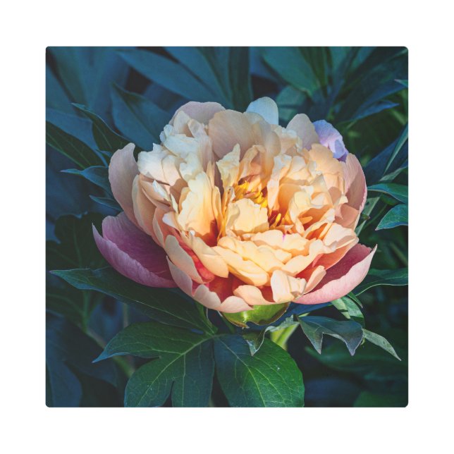 Peach Peony: A Delicate Blossom in Focus Metal Print (Front)
