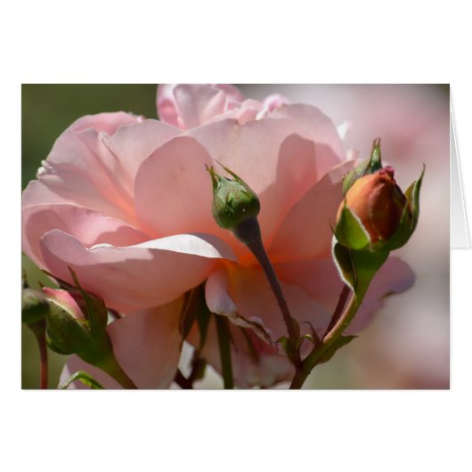 Peach Peony Cards (Front Horizontal)