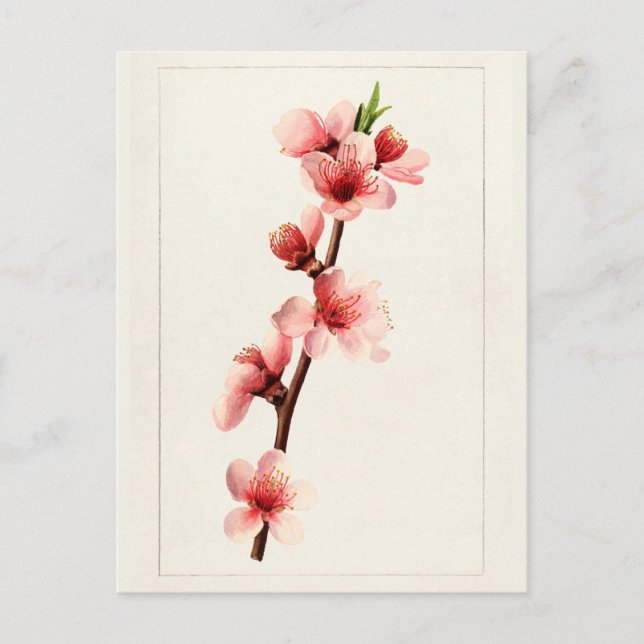 Peach Pink Flowers Watercolor Painting Postcard (Front)