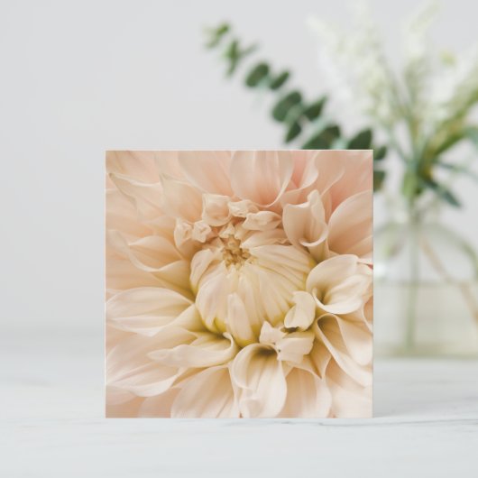 Peach, Pink, White, & Cream Dahlia - Dahlias (Standing Front)