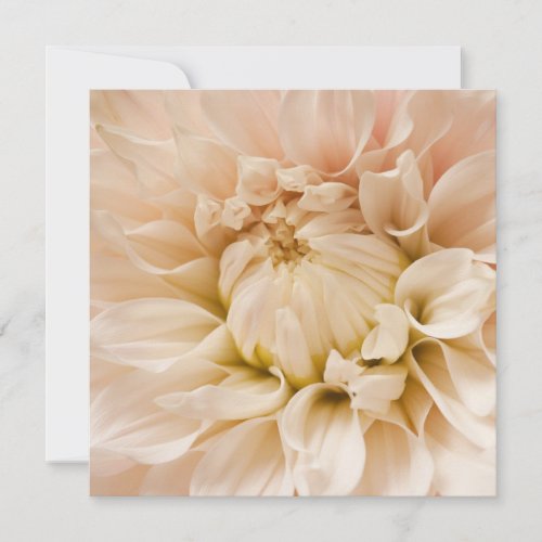 Peach, Pink, White, &amp; Cream Dahlia - Dahlias Personalized Announcements
