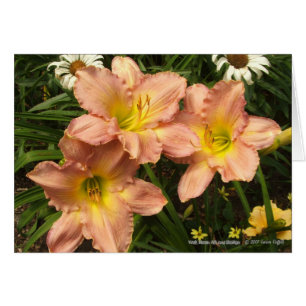 Peach pink with yellow throats daylily flowers cards