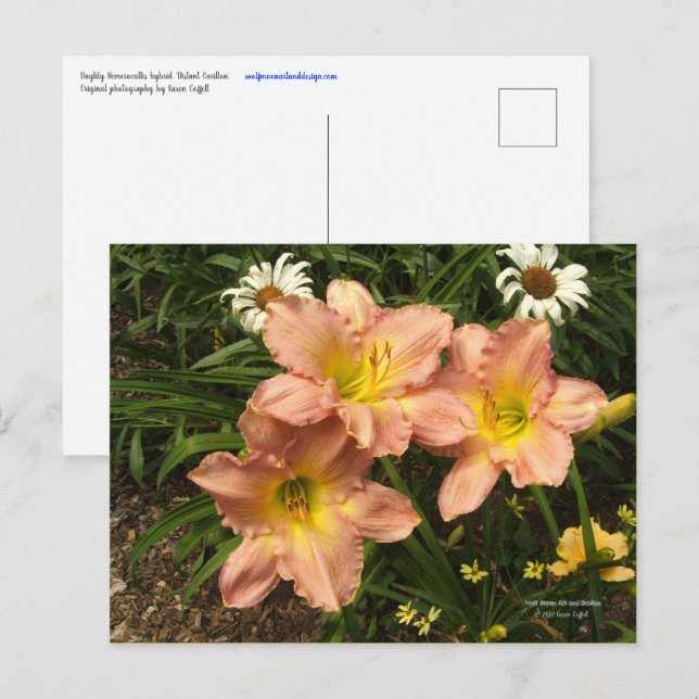 Peach pink with yellow throats daylily flowers postcard (Front/Back)