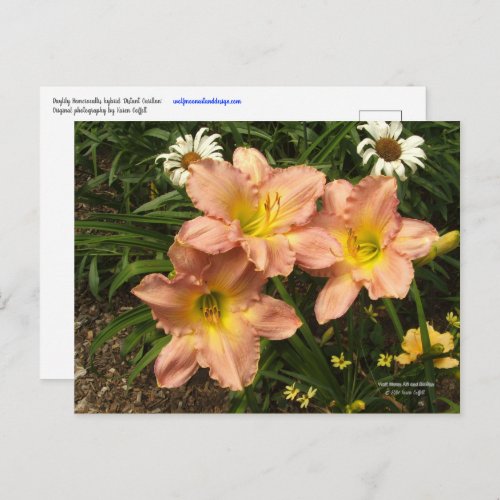 Peach pink with yellow throats daylily flowers postcard