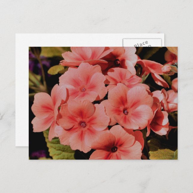 Peach Primrose Flowers Personalized Postcard (Front/Back)
