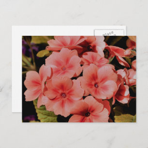 Peach Primrose Flowers Personalized Postcard