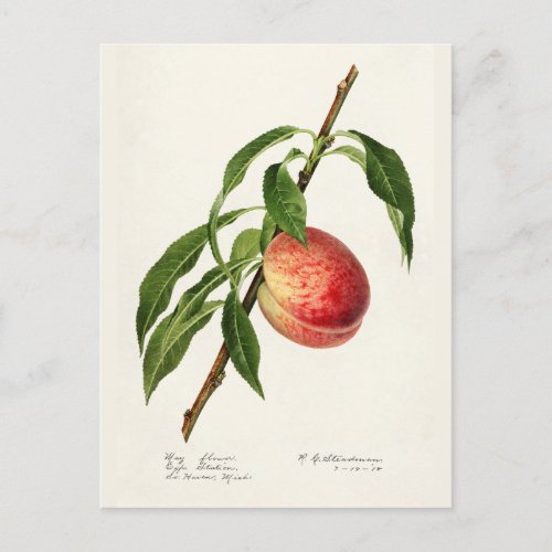 Peach Prunus Persica Fruit Watercolor Painting Postcard