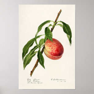 Peach (Prunus Persica) Fruit Watercolor Painting Poster