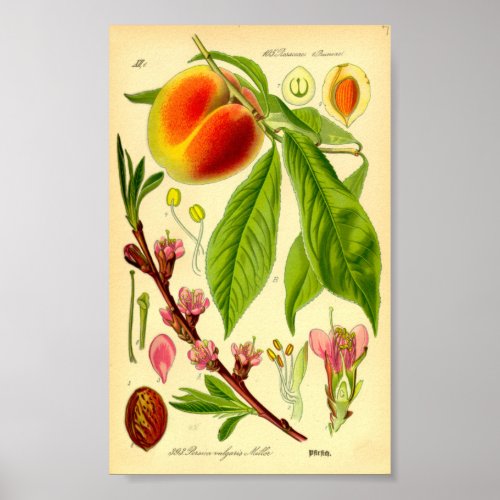 Peach Prunus persica Poster