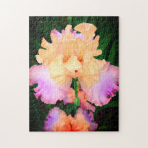 Peach & Purple Iris