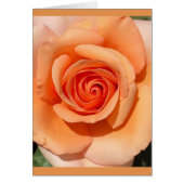 Peach Rose (Front)
