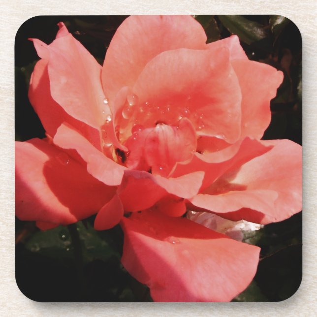peach rose and dewdrops drink coaster (Front)