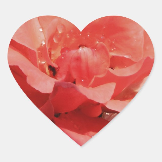 peach rose and dewdrops heart sticker (Front)