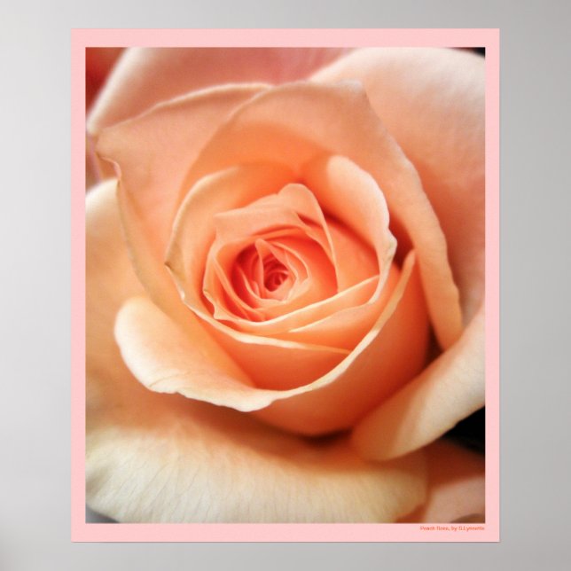 Peach Rose Apricot Roses Flowers Floral Photo Poster (Front)