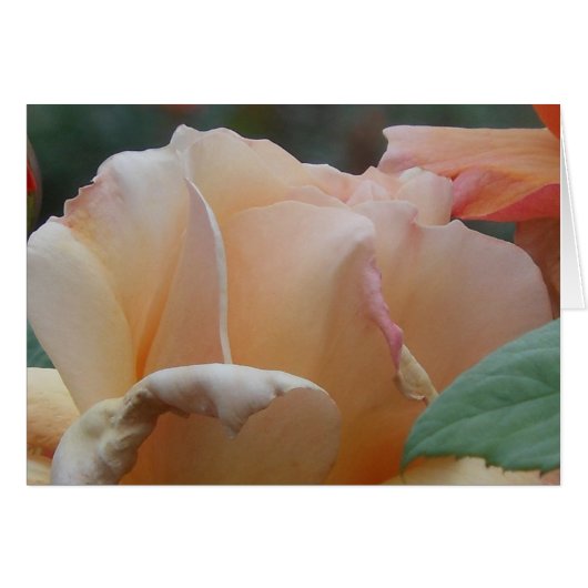 Peach Rose, Belfast Rose Garden Cards (Front Horizontal)