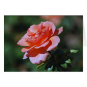 Peach Rose Card (Front Horizontal)