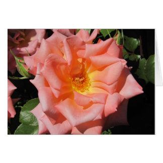 Peach Rose card