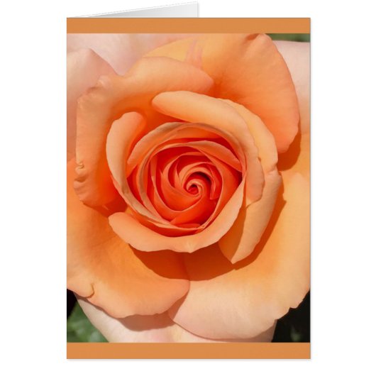 Peach Rose Cards (Front)