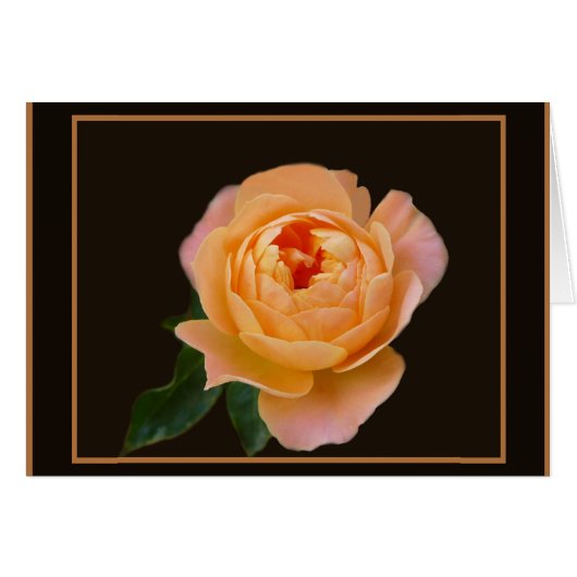 Peach Rose Macro Cards (Front Horizontal)