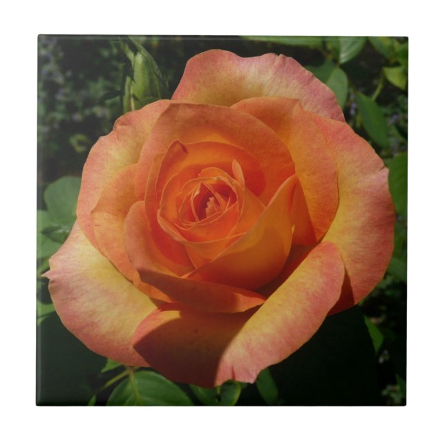 Peach Rose Orange Floral Photography Ceramic Tile (Front)