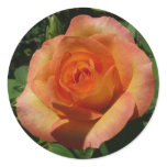 Peach Rose Orange Floral Photography Classic Round Sticker