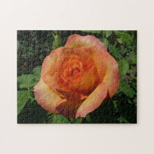 Peach Rose Orange Floral Photography Jigsaw Puzzle