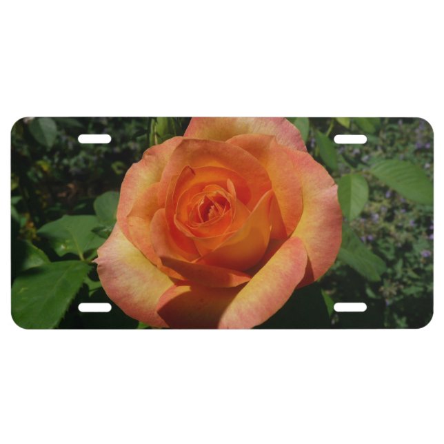 Peach Rose Orange Floral Photography License Plate (Front)