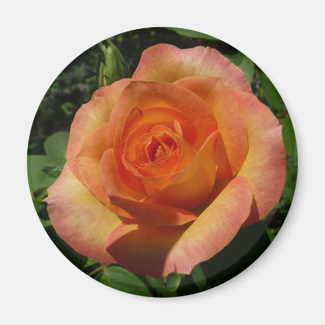 Peach Rose Orange Floral Photography Magnet (Front)