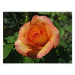 Peach Rose Orange Floral Photography Photo Print
