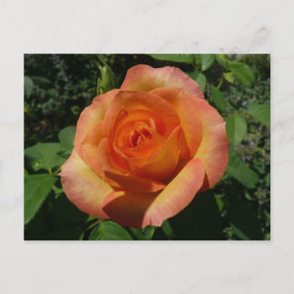 Peach Rose Orange Floral Photography Postcard