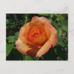 Peach Rose Orange Floral Photography Postcard