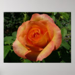 Peach Rose Orange Floral Photography Poster