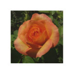Peach Rose Orange Floral Photography Wood Wall Art