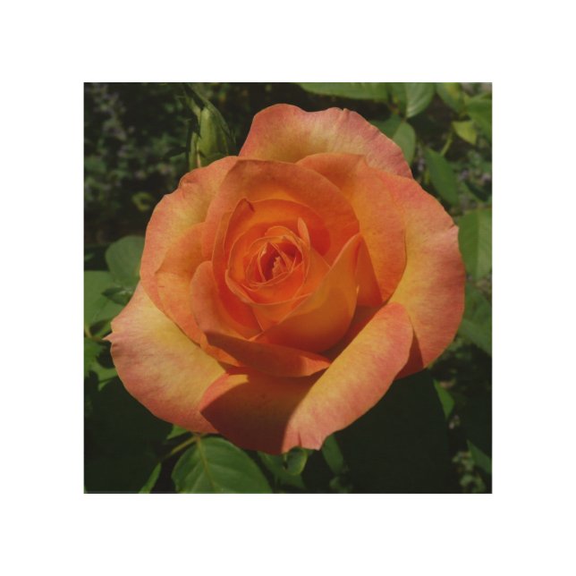Peach Rose Orange Floral Photography Wood Wall Art (Front)
