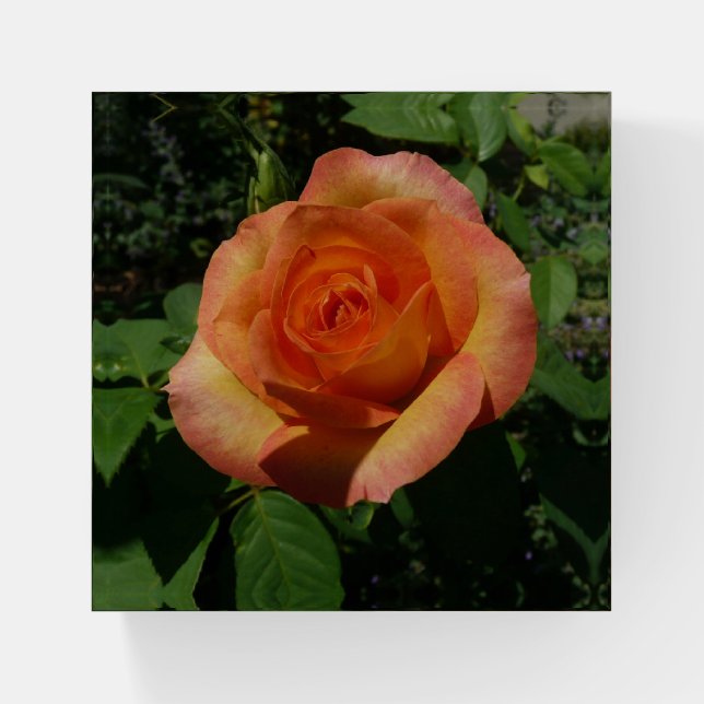 Peach Rose Paperweight (Front)