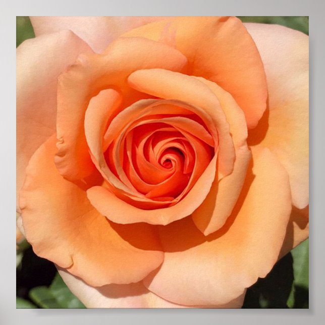 Peach Rose Poster (Front)