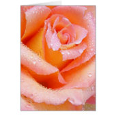 Peach Rose With Dew Card (Front)