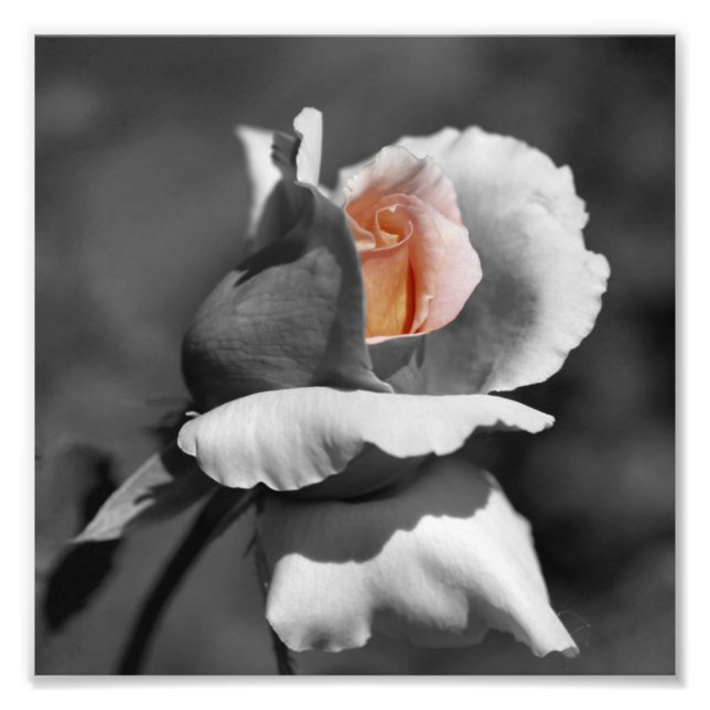 Peach Rosebud Black And White Partial Color 8x8 Photo Print (Front)