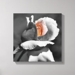 Peach Rosebud Black And White Partial Color  Canvas Print