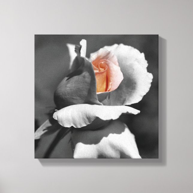 Peach Rosebud Black And White Partial Color  Canvas Print (Front)
