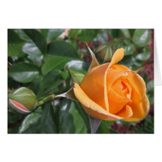 Peach Rosebud Cards