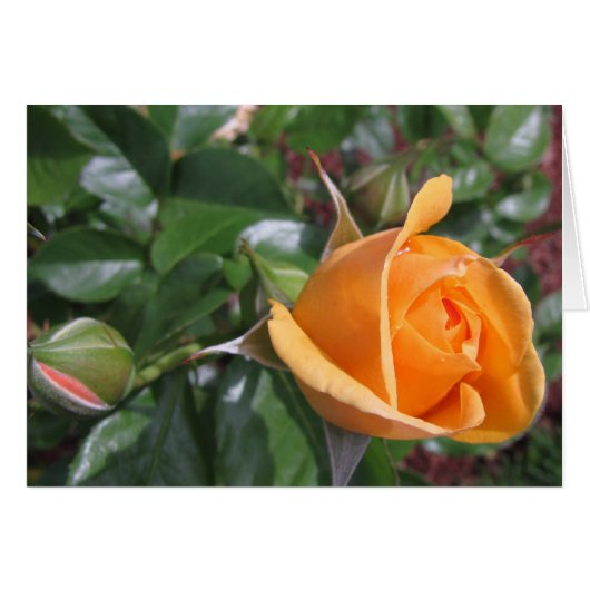 Peach Rosebud Cards (Front Horizontal)