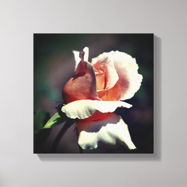 Peach Rosebud Flower Close Up Canvas Print (Front)