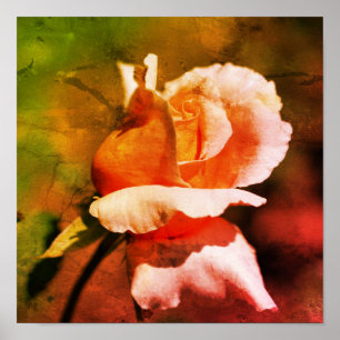 Peach Rosebud Flower Close Up Distressed Art Poster