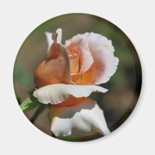 Peach Rosebud Flower Photography Magnet
